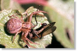 Weibchen der Wald-Krabbenspinne (Xysticus lanio)