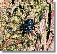 Der Fadenkanker Nemastoma bimaculatum