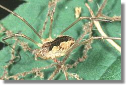 Weibchen des Spinnenkankers Phalangium opilio
