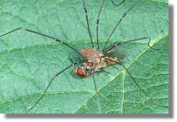 Der Spinnenkanker rilaena triangularis beim Beuteverzehr