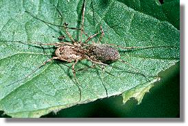 Paarung beim Spinnenkanker Rilaena triangularis 