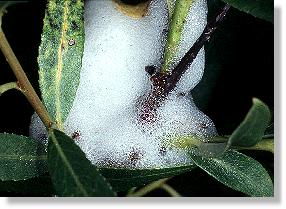 Schaumflocke der Erlen-Schaumzikade (Aphrophora alni) auf einem Weidenbaum