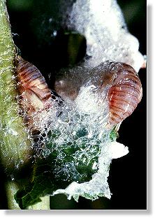 Zwei freigelegt Larven der Erlen-Schaumzikade (Aphrophora alni)