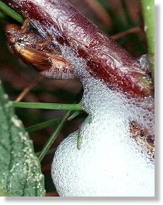 Erlen-Schaumzikade (Aphrophora alni)