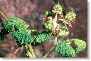 Gallen der Wiesen-Schaumzikade (Philaenus spumarius) auf Brombeere