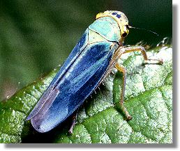 Mnnchen von Cicadella viridis