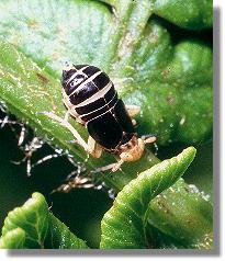 Ditropis pteridis aus der Familie der Delphacidae