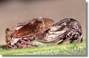 Die Buckelzirpe Centrotus cornutus bei der Paarung