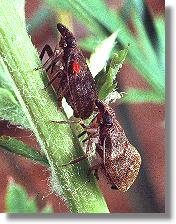 Tettigometra macrocephala aus der Familie der Tettigometridae