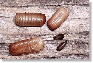 Ootheken der Detschen Schabe (Blattella germanica) mit junger Larve