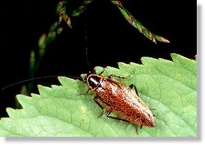 Podas Waldschabe (Ectobius silvestris), Mnnchen