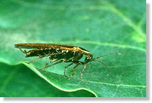 Podas Waldschabe (Ectobius silvestris), Mnnchen