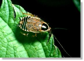 Podas Waldschabe (Ectobius silvestris), Weibchen