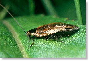 Podas Waldschabe (Ectobius silvestris), Mnnchen