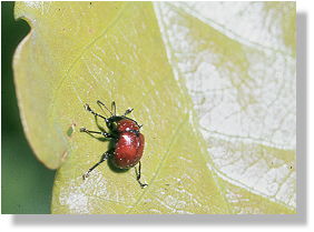 Sie sprt, wie das Blatt welkt....