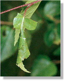 unfinished: funnel-shaped, leaf tip protruding