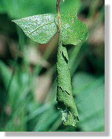 finshed: narrow, leaf tip sowed