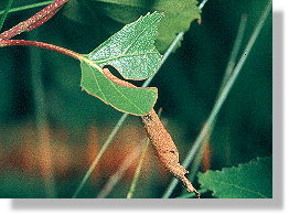 The leaf rows contiuously wilts....