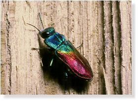 Macht seinem Namen Ehre: Regenbogenfarben im Metal-Look