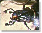 Carabus violaceus (English name)