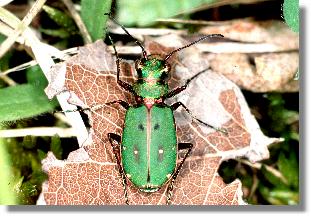 Feld-Sandlaufkfer (Cicindela campestris)