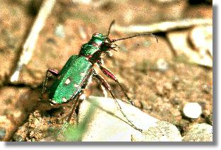 Feld-Sandlaufkfer (Cicindela campestris)