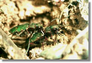 Feld-Sandlaufkfer (Cicindela campestris) bei der Paarung