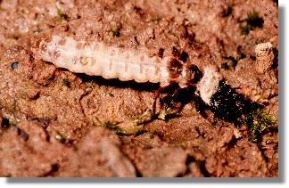 Larve des Feld-Sandlaufkfers (Cicindela campestris)