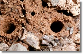 Zwei Wohnrhren der Larven des Feld-Sandlaufkfers (Cicindela campestris)