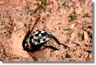 Fleischfliege (Sarcophaga spec.), die von der Larve des Feld-Sandlaufkfers (Cicindela campestris) ergriffen wurde