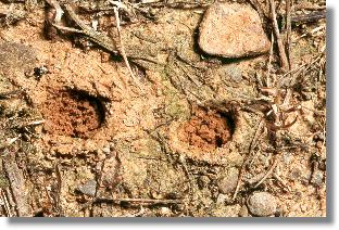 Verschlossene Wohnrhren des Feld-Sandlaufkfers (Cicindela campestris)