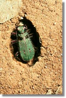 Feld-Sandlaufkfer (Cicindela campestris) in der Puppenwiege