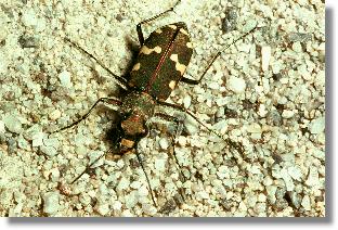 Brauner Sandlaufkfer (Cicindela hybrida)