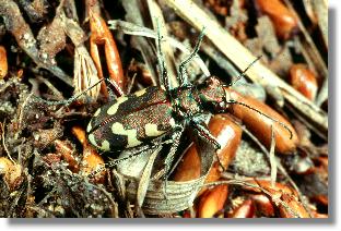 Brauner Sandlaufkfer (Cicindela hybrida)