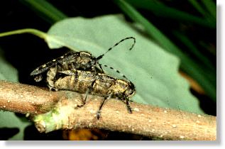 Paarung des Kleinen Pappelbocks (Saperda populnea)