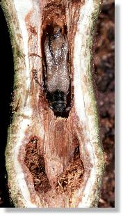 Frisch geschlpfter Kleiner Pappelbocks (Saperda populnea) in der Puppenwiege