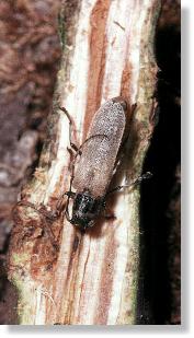 Frisch geschlpfter Kleiner Pappelbocks (Saperda populnea)