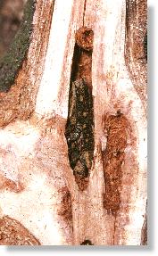 Kleiner Pappelbocks (Saperda populnea) im dritten Jahr als berlieger