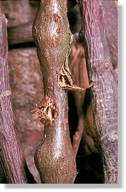Von einer Blaumeise aufgehackte Gallen des Kleinen Pappelbocks (Saperda populnea)