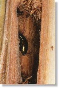 Galle des Kleinen Pappelbocks (Saperda populnea) mit Blattkfer (Phyllodecta vitellina)e