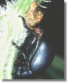 Weibchen von Timarcha tenebricosa bei der Eiablage