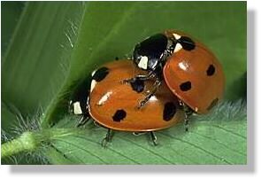 ...und noch mehr Glck beim Siebenpunkt (Coccinella septempunctata)