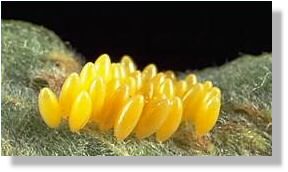 These eggs were placed on the underside of a leaf.