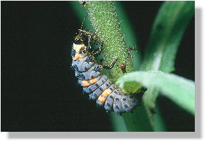 Yum... raw aphids!