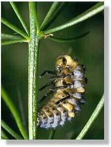 larva upright