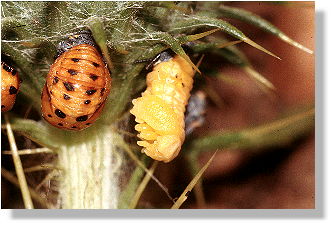 yellow: freshly stripped chrysalis, hanging upside down