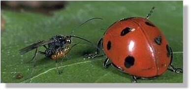 Die Marienkfer-Brackwespe greift mit vorgestrecktem Legebohrer an...