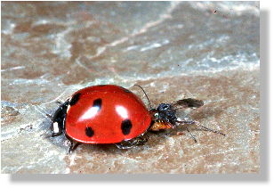 The braconid lays her egg under the wings of the ladybird.