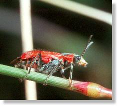 Der Rote Zipfelkäfer (Anthocomus rufus) im Profil