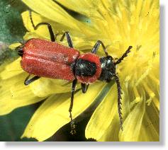 Der Rote Zipfelkäfer (Anthocomus rufus) bei der Pollen-Mahlzeit